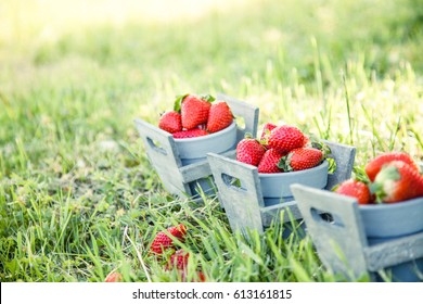 Fresh fruit. Strawberries in grass  Spring fruit. Spring nature