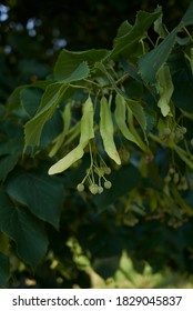 Fresh Fruit Of Tilia Cordata Tree