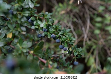 Frutas frescas. Vista más cercana de Berberis microphylla, también conocida como Calafate, hojas verdes y bayas azules maduras cultivadas en el huerto de la cocina. 