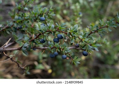 Frutas frescas. Vista más cercana de Berberis microphylla, también conocida como Calafate, hojas verdes y bayas azules maduras cultivadas en el huerto de la cocina.