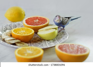 Fresh fruits for parrot. Wavy blue parrot eats