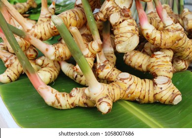 Galangal Afbeeldingen Stockfoto S En Vectoren Shutterstock