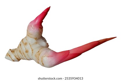 Fresh Galangal Root with Red Flower Bud Asian Spice Culinary Ingredient Organic White Root Pink - Powered by Shutterstock