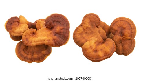 Fresh ganoderma lucidum or reishi , lingzhi mushroom isolated on  background with clipping path.top view,flat lay.