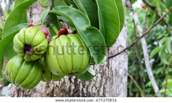 garcinia cambogia provoca diarreali garcinia cambogia provoca diarreali