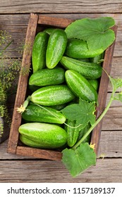 Fresh garden cucumbers on wooden table. Top view