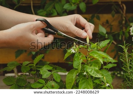 Fresh garden herbs in pots. A woman cuts rosemary, mint, pepper and strawberries in brown paper packaging. Seedling of spicy spices and herbs. Assorted fresh herbs in a pot.