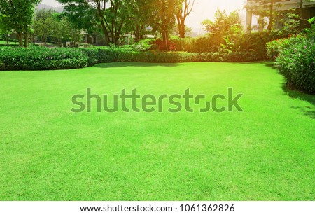 Fresh gardening green Bermuda grass smooth lawn with curve form of bush, trees on the background in the house's garden  under morning sunlight