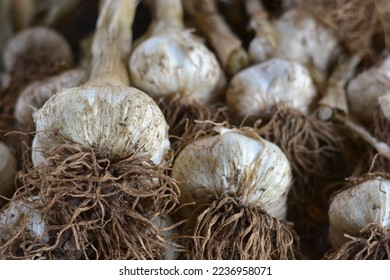 Fresh garlic from the soil - Shutterstock ID 2236958071