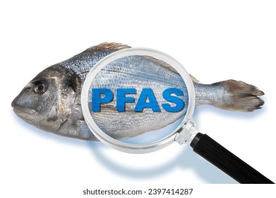 Fresh gilthead bream fish HACCP (Hazard Analysis and Critical Control Points) and searching for the dangerous PFAS Perfluoroalkyl and Polyfluoroalkyl substances - Food Safety and Quality Control