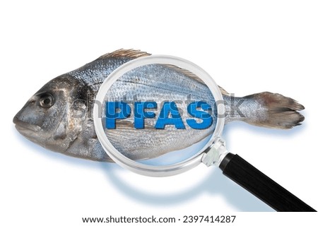Fresh gilthead bream fish HACCP (Hazard Analysis and Critical Control Points) and searching for the dangerous PFAS Perfluoroalkyl and Polyfluoroalkyl substances - Food Safety and Quality Control