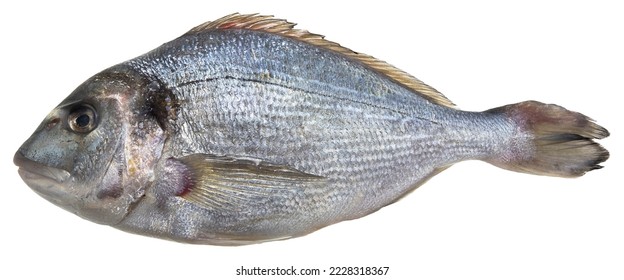 Fresh gilthead bream fish isolated on white background for easy selection