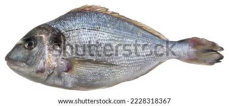 Fresh gilthead bream fish isolated on white background for easy selection