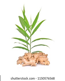 Ginger Plant Images, Stock Photos & Vectors | Shutterstock