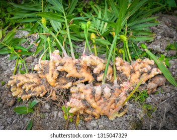 Fresh Ginger Plant Farm / Harvest Ginger Root On Field Agricultural Asia And Green Leaves Dig From Soil Ground For Sale In The Market