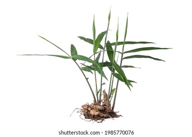 Fresh Ginger Plant, Growing Ginger From Rhizome Or Root Isolated On White Background, Homegrown Herbal And Flavoring Plant