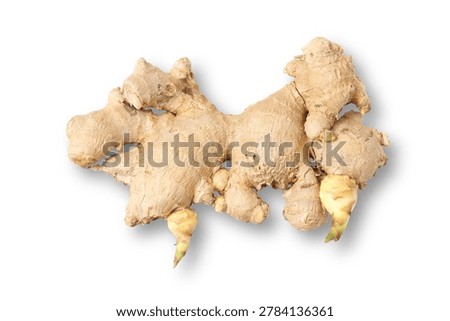 Fresh ginger root isolated on light background close up. Organic spice ingredient and natural healthy food concept with detailed raw ginger texture isolated background