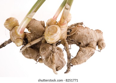 Gingeroots Images, Stock Photos & Vectors | Shutterstock