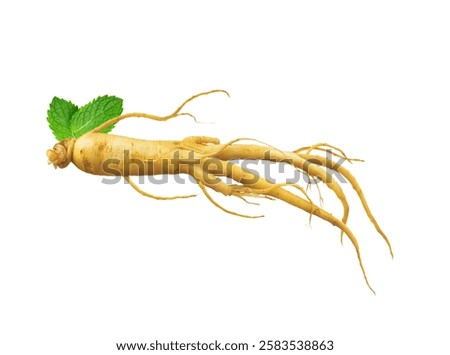 Fresh Ginseng root with two mint leave on Isolated white background