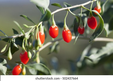 Fresh Goji Berry On The Branch