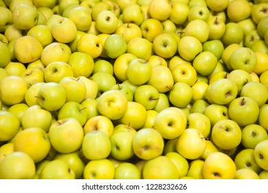 Fresh Golden Delicious Juicy Whole Apples For Sale In Orchard. Apple Hill, California, USA. 