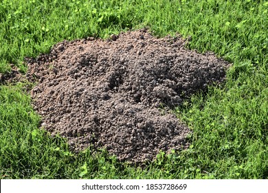 Fresh Gopher Hole Dug In Green Grass