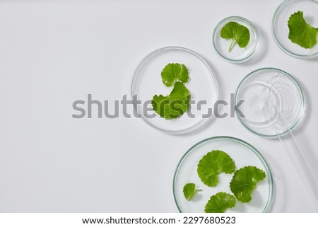 Fresh gotu kola in petri dish displayed on white background. Space for text and design. Gotu kola extract is an important ingredient in naturally derived skin care products