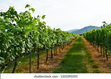 Fresh Grape Field Vine Growing In Vineyard Valley Hills, Winery Background, Concept Image For Ingredient Of Organic Wine And Alcohol Drink.