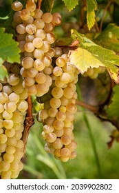 Fresh Grapes In Kakheti, Georgia