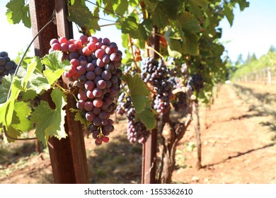 Fresh Grapes At A Northern California Vineyard