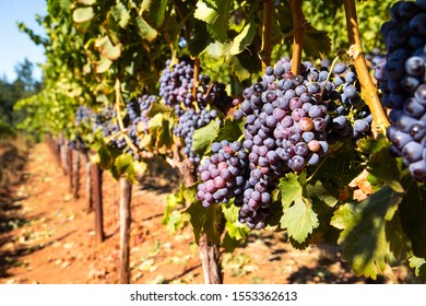 Fresh Grapes At A Northern California Vineyard