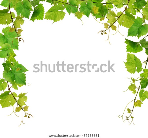 Fresh Grapevine Border Stock Photo (Edit Now) 57958681