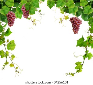 Fresh grapevine border, isolated on white background