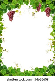Fresh grapevine frame with pink grapes, isolated on white background