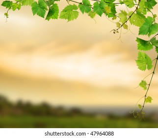 Fresh grapevine on background of sunset vineyard