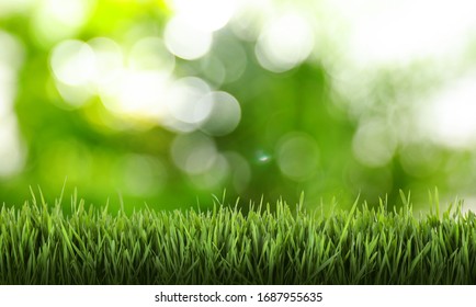 Fresh Grass Against Blurred Green Background. Spring Time