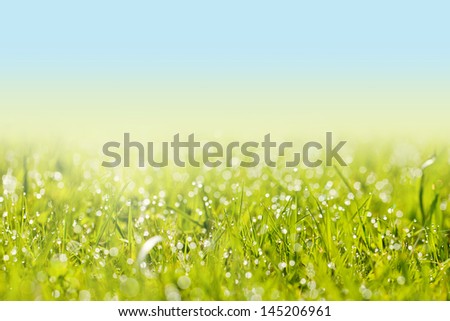 Fresh grass with dew drops and bokeh lights. Spring or summer background