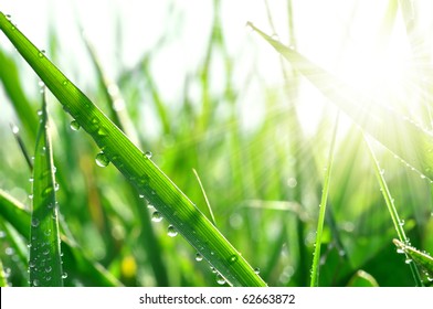 Fresh Grass With Dew Drops Close Up