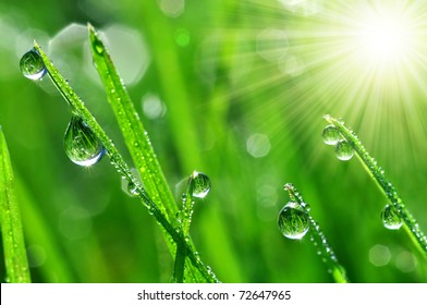 Fresh grass with dew drops close up - Powered by Shutterstock