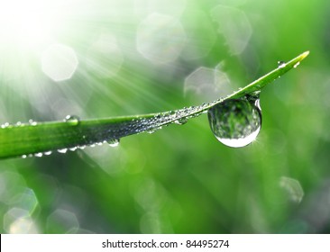 Fresh Grass With Dew Drops Close Up