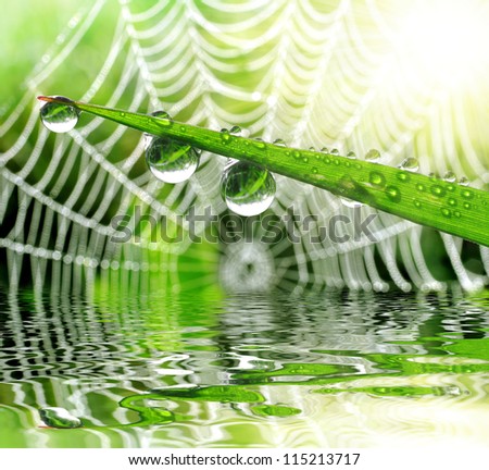 Similar – Image, Stock Photo Dew drops on leaf Design