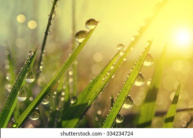 Fresh Grass With Dew Drops At Sunrise. Nature Background