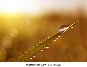 Fresh Grass With Dew Drops At Sunrise. Nature Background