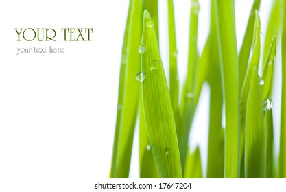 Fresh Grass with dew drops.Studio isolated