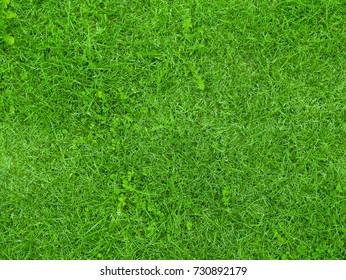 Fresh grass field - Shutterstock ID 730892179