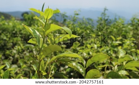 Fresh Grean Tea Leaves in Tea Plantation