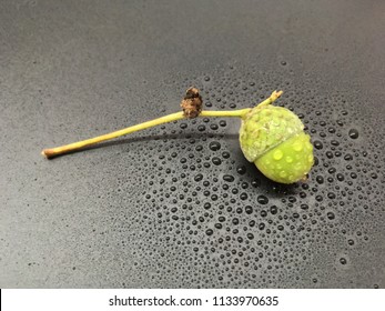 Fresh Green Acorn