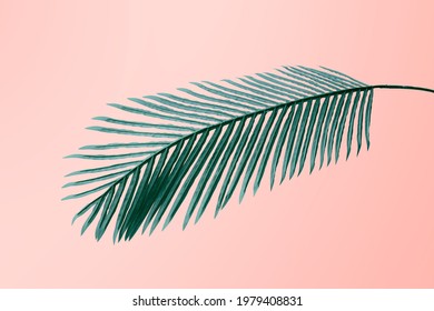 Fresh Green Areca Palm Leaf On A Peach Pink Background