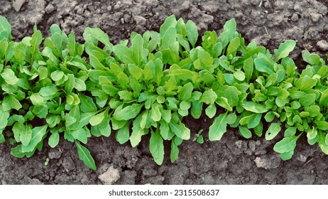 Fresh green Arugula. Gardening.Cultivation of vegetables.