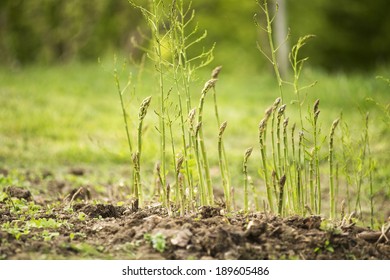 Fresh Green Asparagus Growing On The Garden